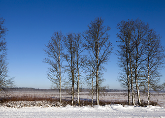 Image showing Winter trees, close-up