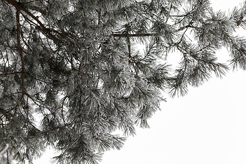 Image showing Snow drifts in winter