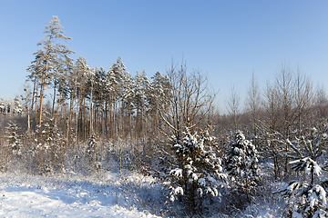 Image showing Snow drifts in winter