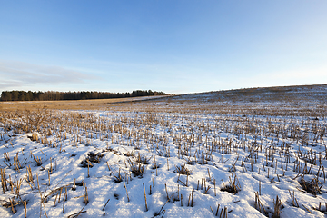 Image showing Old grass, snow