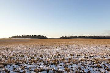 Image showing Old grass, snow