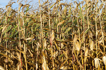 Image showing yellowed ripe corn