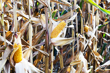 Image showing agriculture, corn closeup