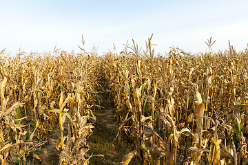 Image showing agriculture, corn closeup