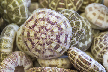 Image showing lots of sea urchins