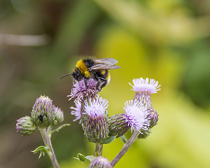 Image showing Bumblebee on thistle flower