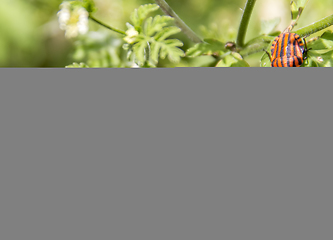 Image showing Italian striped bugs