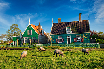 Image showing Sheeps grazing near farm houses in the museum village of Zaanse