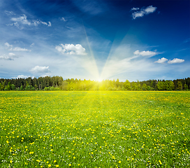 Image showing Summer meadow