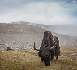 Image showing Yak grazing in Himalayas