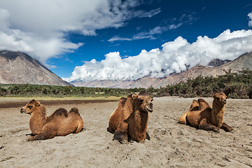 Image showing Camel in Nubra vally, Ladakh