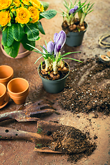 Image showing Spring gardening concept - gardening tools with plants, flowerpots and soil