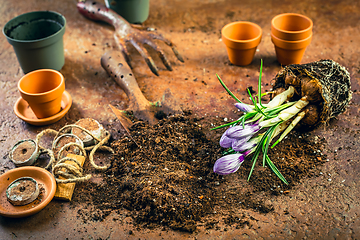 Image showing Spring gardening concept - gardening tools with plants, flowerpots and soil