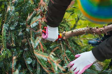 Image showing Gardening  work in autumn and winter. Teenager is sawing old Christmas tree with electric saw and cutting branches 