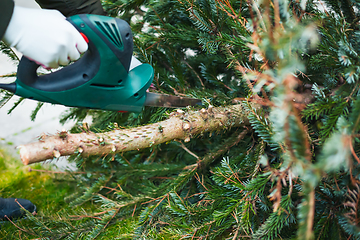 Image showing Gardening  work in autumn and winter. Teenager is sawing old Christmas tree with electric saw and cutting branches 