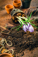 Image showing Spring gardening concept - gardening tools with plants, flowerpots and soil