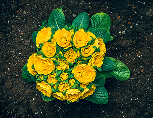 Image showing Common Evening Primrose (Oenothera biennis) with garden soil read for planting