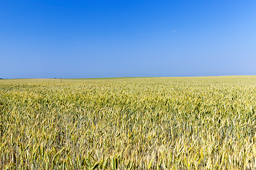 Image showing immature yellowing wheat