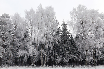 Image showing Snow drifts in winter