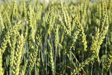 Image showing Field with cereal