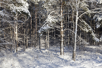 Image showing forest in winter