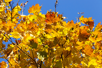 Image showing Maple Park in autumn