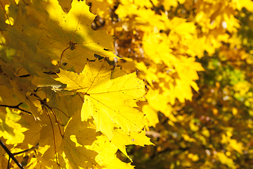 Image showing Yellow maple foliage