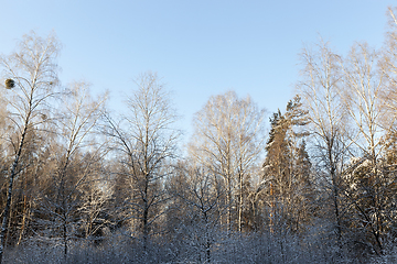 Image showing Winter forest, close-up