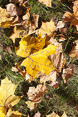 Image showing The fallen maple leaves