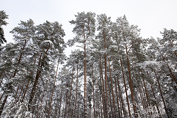 Image showing Snow drifts in winter