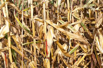 Image showing corn on an agricultural field