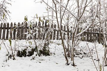 Image showing trees in the snow