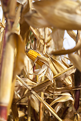 Image showing Mature corn