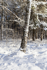 Image showing Winter forest, close-up