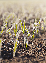 Image showing Green shoots, close-up