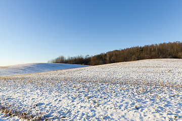 Image showing Winter forest, close-up