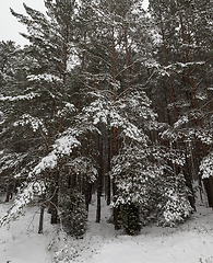 Image showing Snow drifts in winter