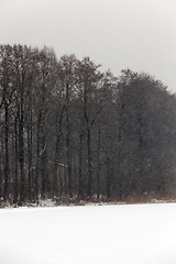 Image showing Winter landscape, snowfall