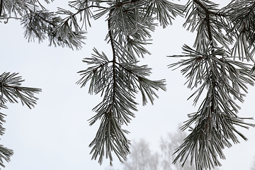 Image showing Winter trees, close-up