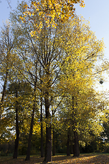 Image showing Yellow maple foliage