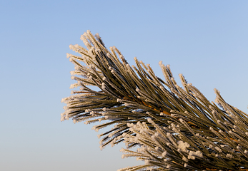 Image showing Pines in the frost