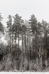 Image showing Winter time