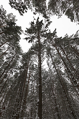 Image showing Trees in the forest in winter