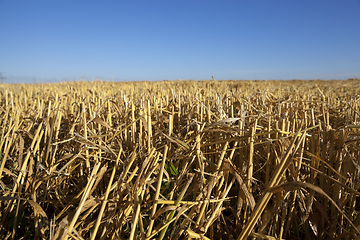 Image showing Field of cereal in the summer