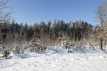 Image showing Winter time