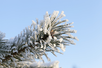 Image showing Trees under frost