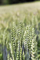 Image showing green cereals