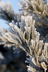 Image showing Snow drifts in winter