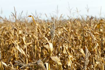 Image showing agriculture, corn closeup