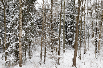 Image showing Winter landscape, snowfall